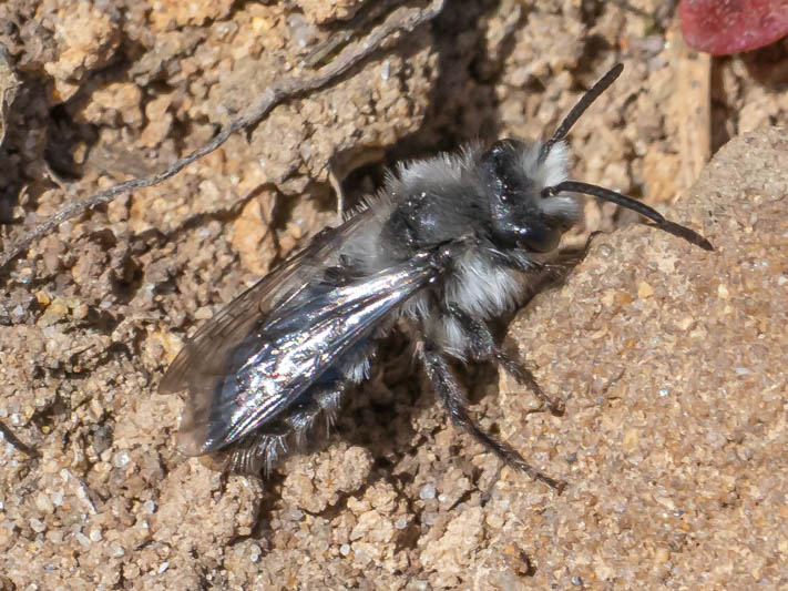 Andrena cineraria (Ashy Mining Bee).jpg